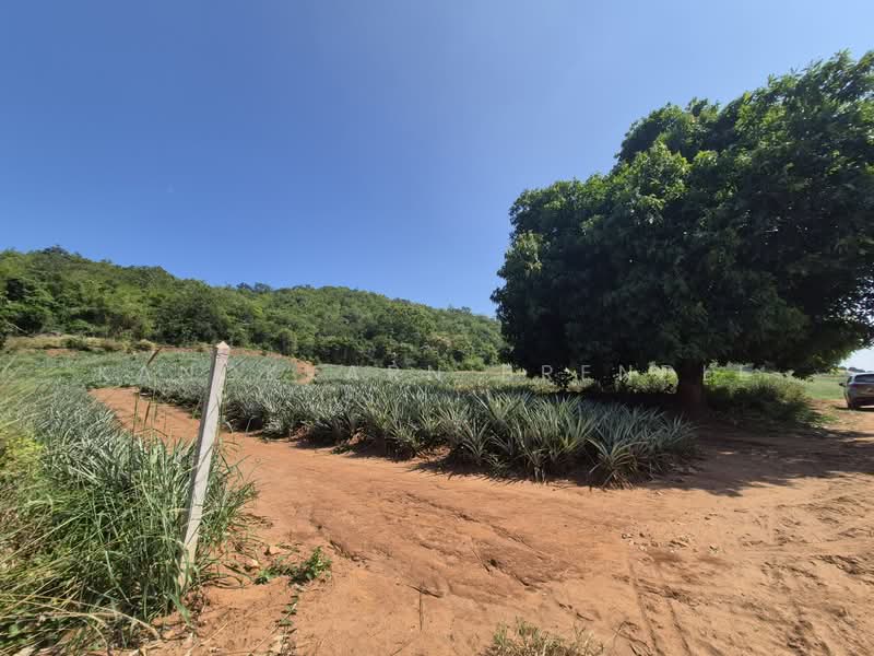 Beautiful 4-Rai Hillside Land for Sale Near Khao Tao Beach, Prachuap Khiri Khan