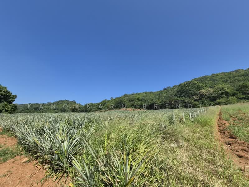 Beautiful 4-Rai Hillside Land for Sale Near Khao Tao Beach, Prachuap Khiri Khan