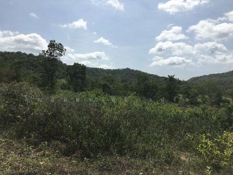 ทีดิน 13ไร่ ตรงข้าม BIG BOOM FARM ซอยหนองไผ่ หัวหิน น่าลงทุน, Prachuap Khiri Khan