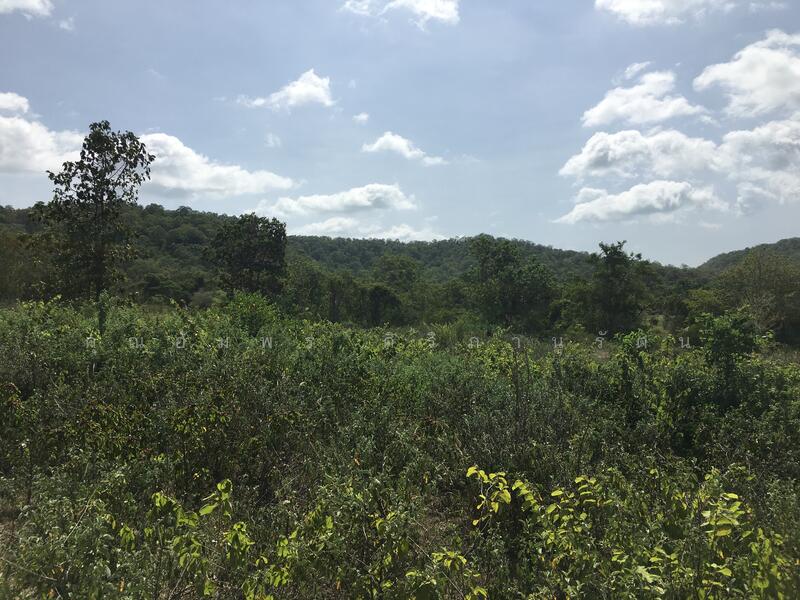 ทีดิน 13ไร่ ตรงข้าม BIG BOOM FARM ซอยหนองไผ่ หัวหิน น่าลงทุน, Prachuap Khiri Khan