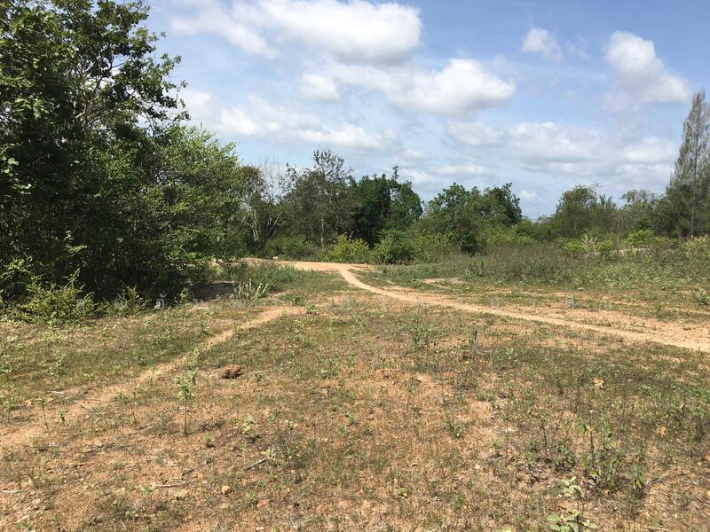 ทีดิน 13ไร่ ตรงข้าม BIG BOOM FARM ซอยหนองไผ่ หัวหิน น่าลงทุน, Prachuap Khiri Khan