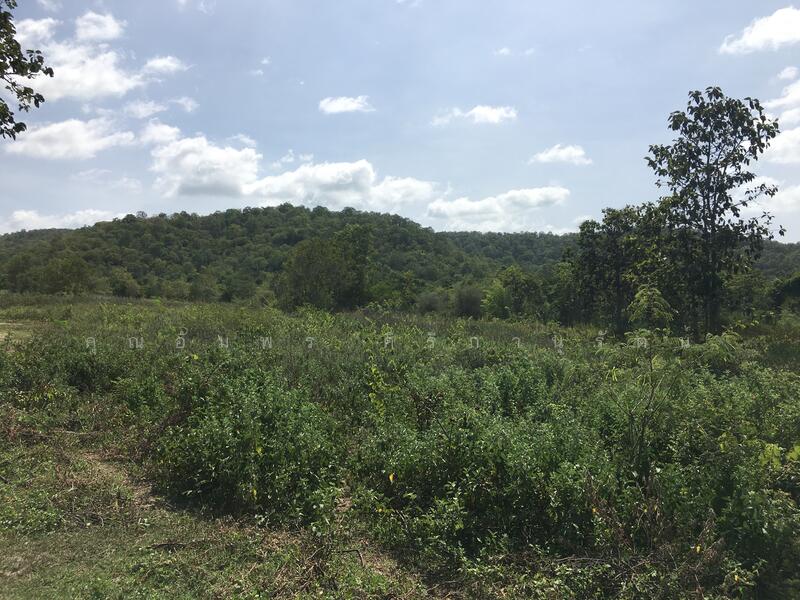 ทีดิน 13ไร่ ตรงข้าม BIG BOOM FARM ซอยหนองไผ่ หัวหิน น่าลงทุน, Prachuap Khiri Khan
