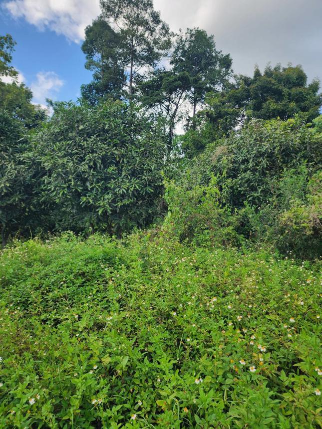 Vacant Land, Koh Samui, Surat Thani Province