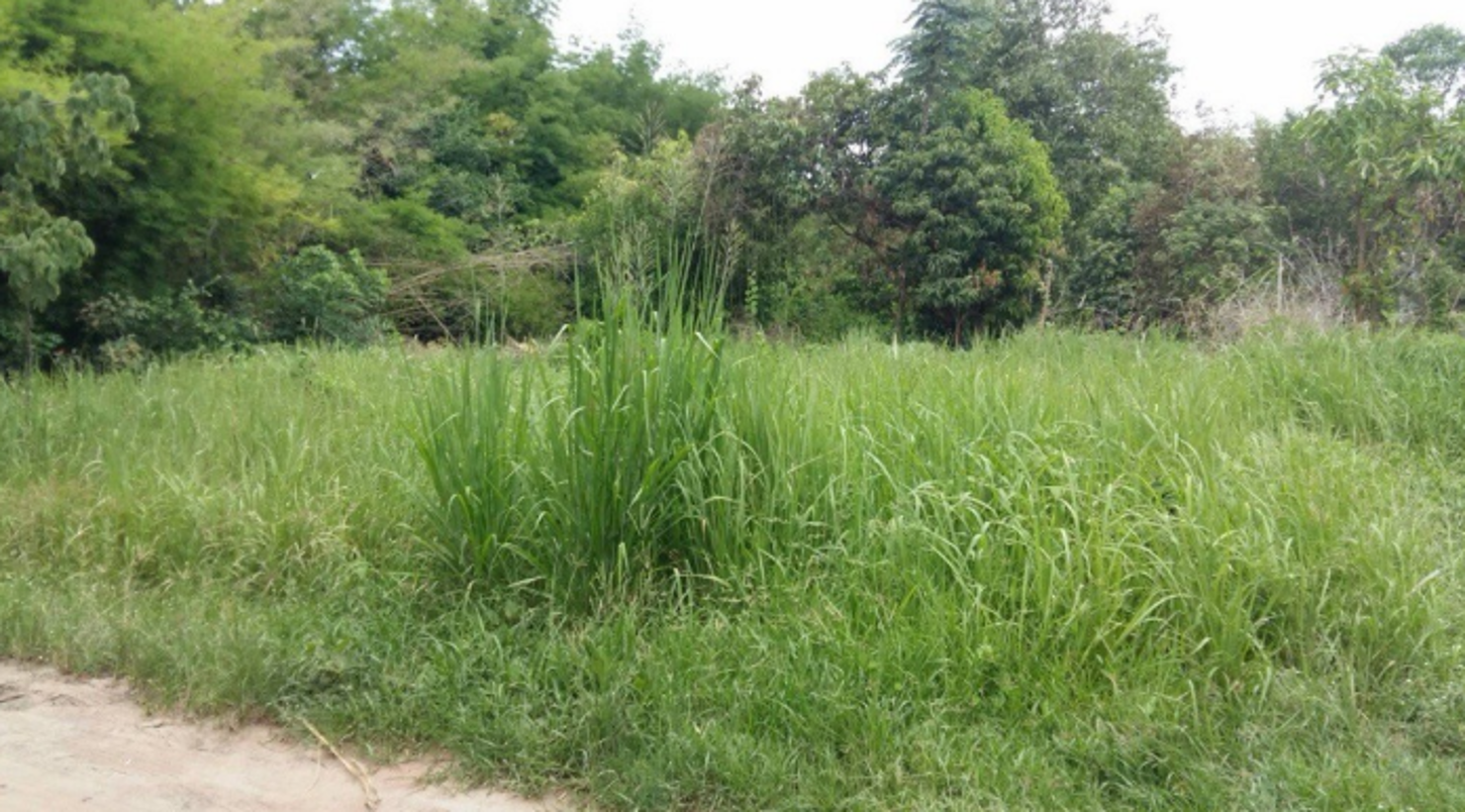 Vacant land for sale in Nakhon Ratchasima, Nakhon Ratchasima
