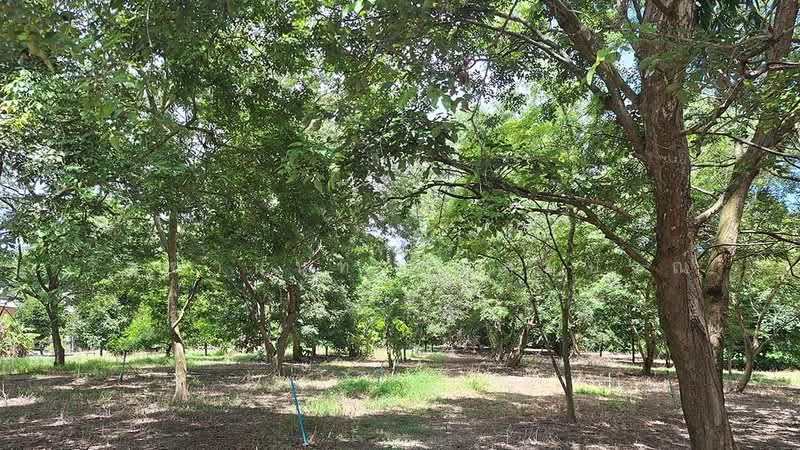 Blue Butterfly Organic Farm, Rayong