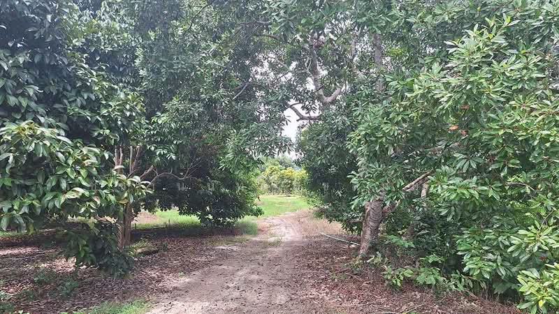 Blue Butterfly Organic Farm, Rayong