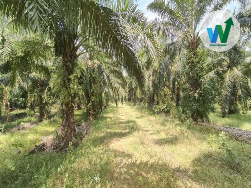 For Land At Ban Phrao Paphayom Phatthalung, Phatthalung