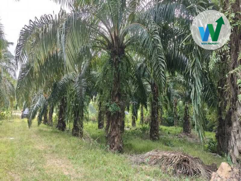 For Land At Ban Phrao Paphayom Phatthalung, Phatthalung