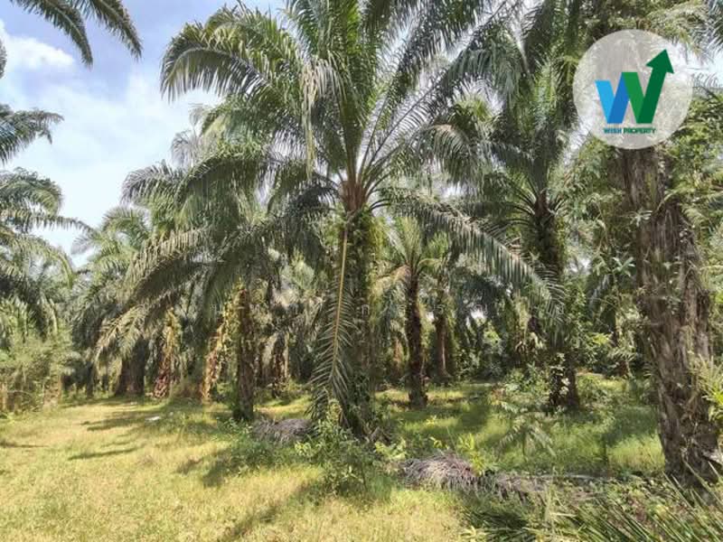 For Land At Ban Phrao Paphayom Phatthalung, Phatthalung