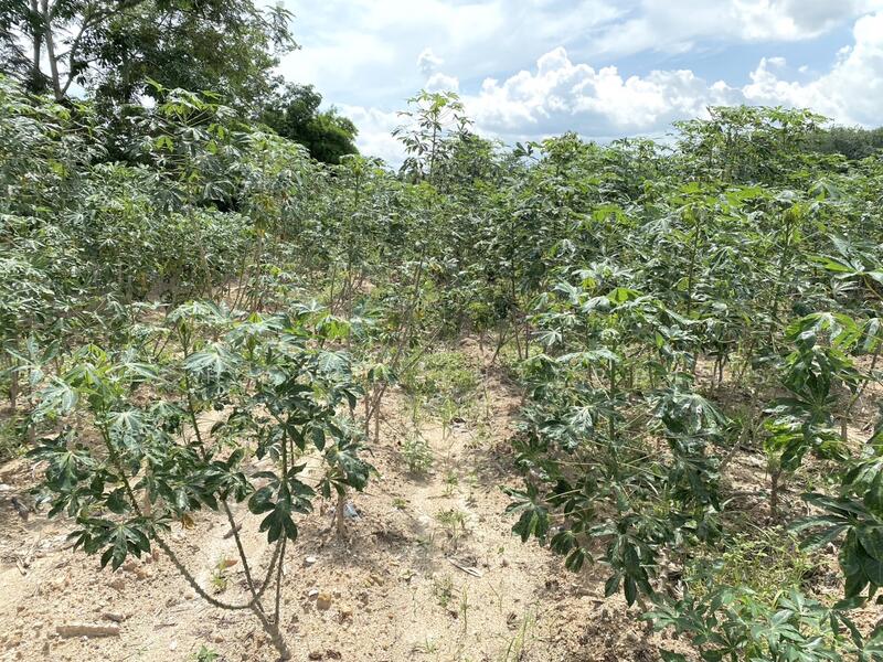 Land for sale in Bang But, 200 sq m, filled in, near Road 3471-1 km,, Rayong