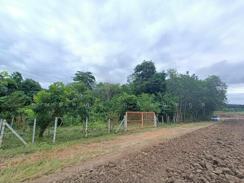 Land for sale 1Rai Khlong Muang, Pak Chong, Khaoyai, Nakhon Ratchasima, Nakhon Ratchasima