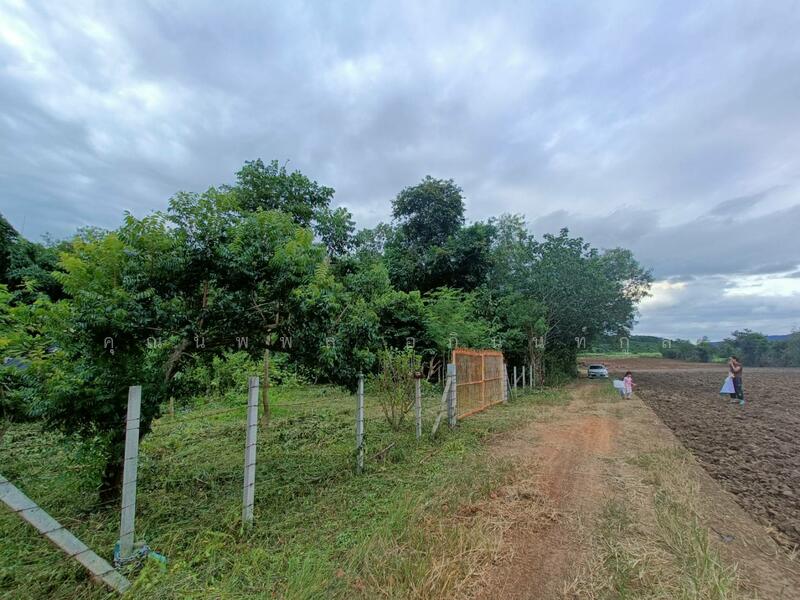 Land for sale 1Rai Khlong Muang, Pak Chong, Khaoyai, Nakhon Ratchasima, Nakhon Ratchasima