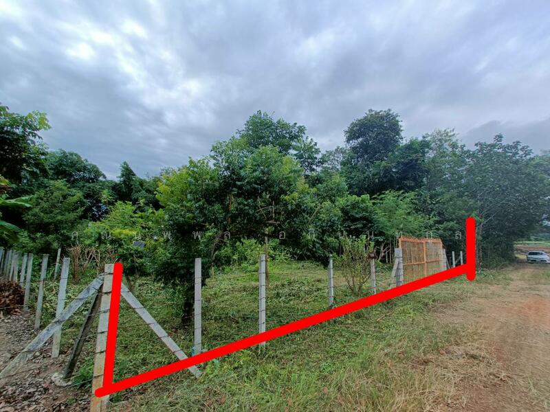 Land for sale 1Rai Khlong Muang, Pak Chong, Khaoyai, Nakhon Ratchasima, Nakhon Ratchasima