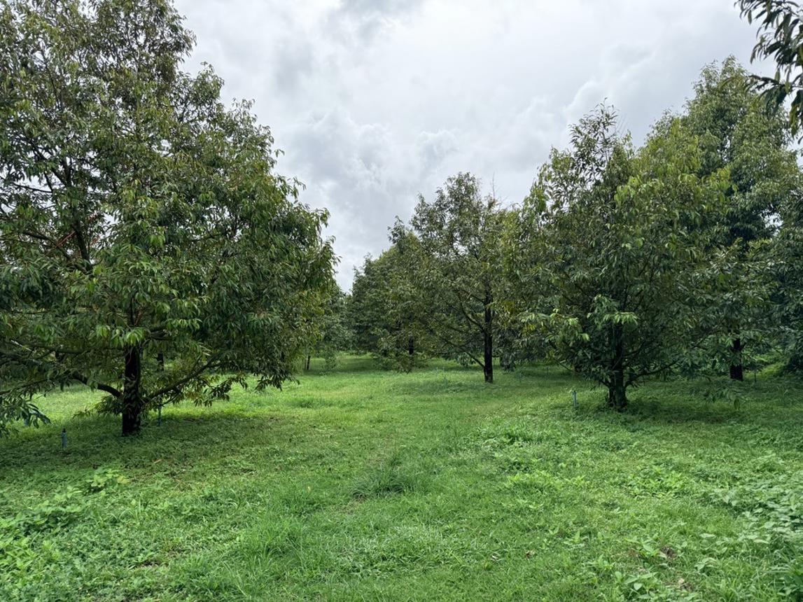 Vacant Land in Tha Mai, Chanthaburi