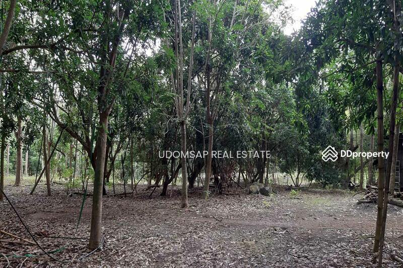 ขายที่ดิน 30 ไร่ ต.ทรายขาว สอยดาว จันทบุรี พร้อมสวนสักทอง ลำไย ลิ้นจี่, Chanthaburi