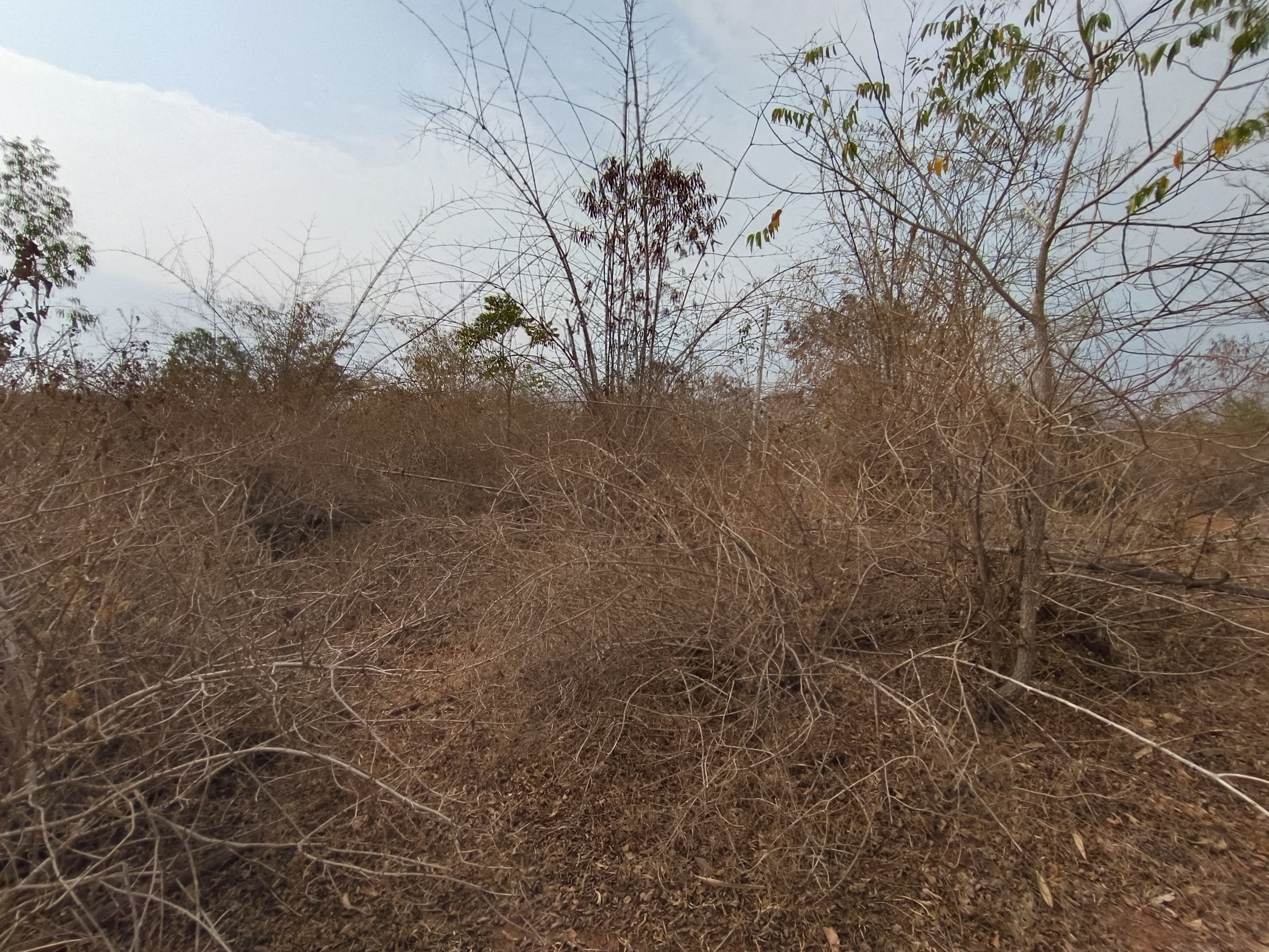 ที่ดินเปล่า โครงการอู่ทองสักทอง สุพรรณบุรี
