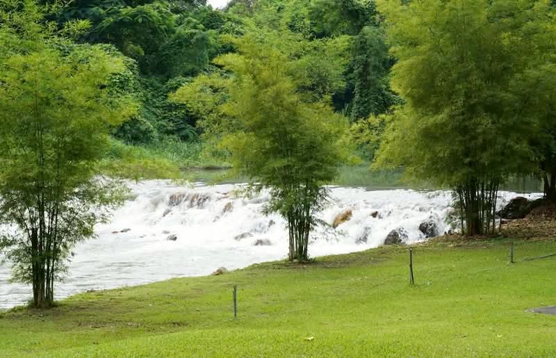 ชะอม, Saraburi
