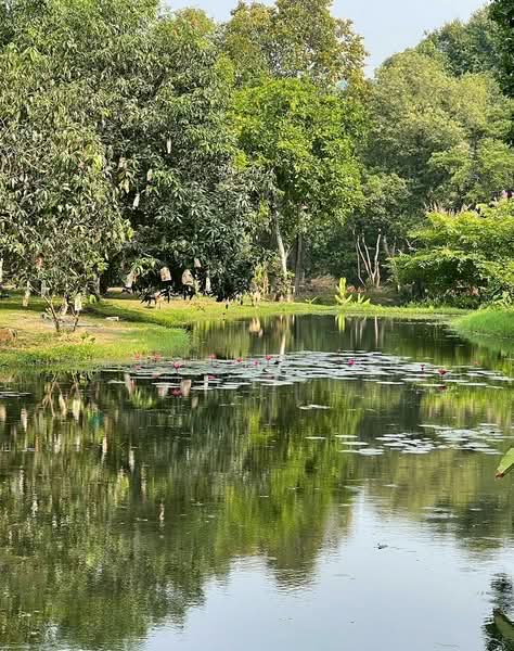 ชะอม, Saraburi