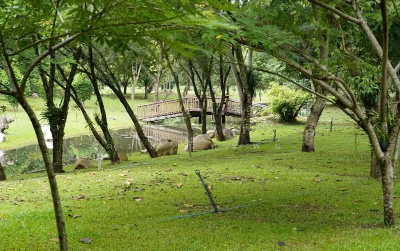 ชะอม, Saraburi