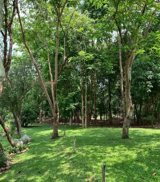 ชะอม, Saraburi