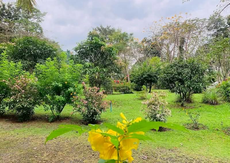 ชะอม, Saraburi