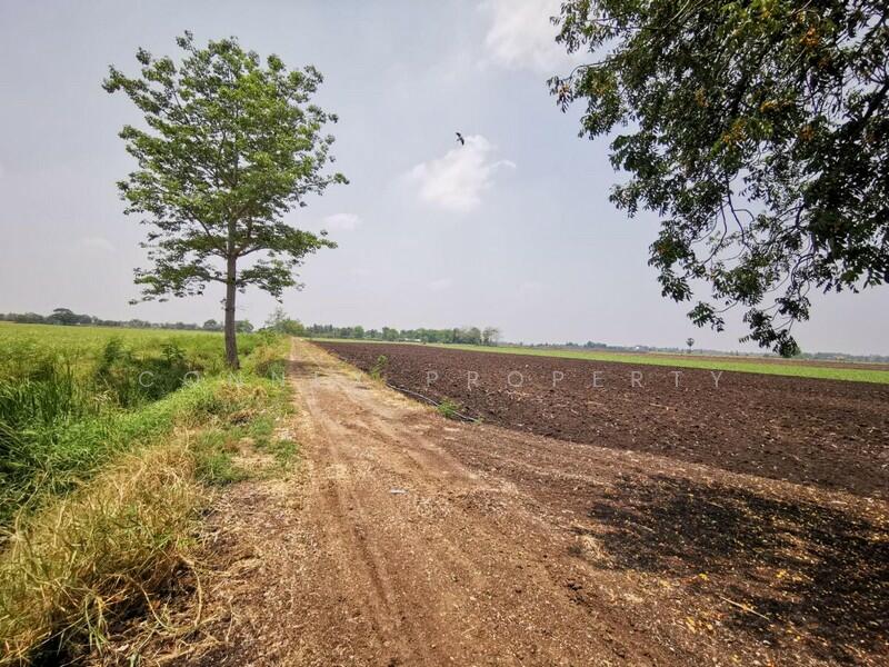 Large plot of land for sale in Khok Samrong, Lop Buri