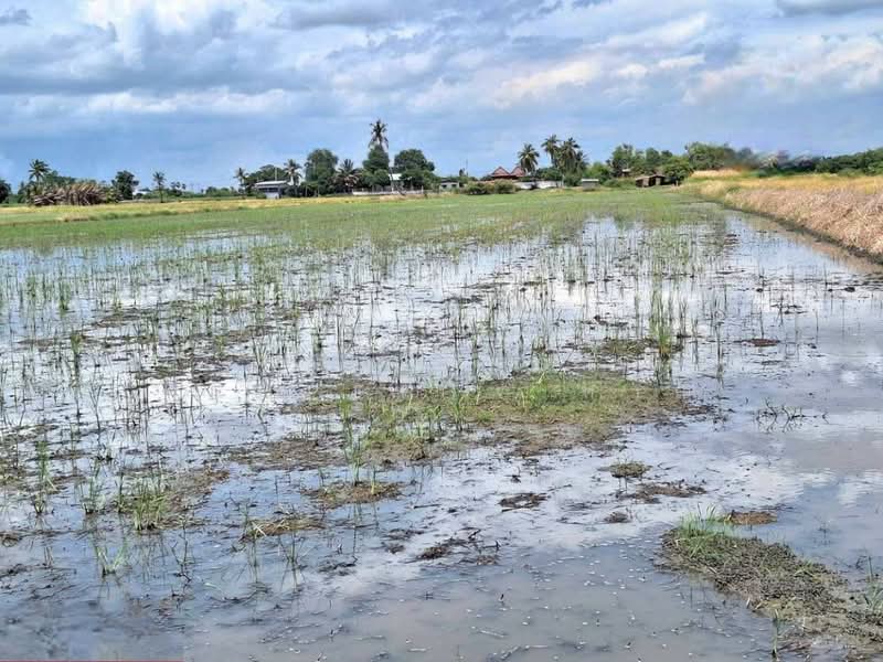 ที่ดินโคกโคเฒ่า สุพรรณบุรี, Suphan Buri