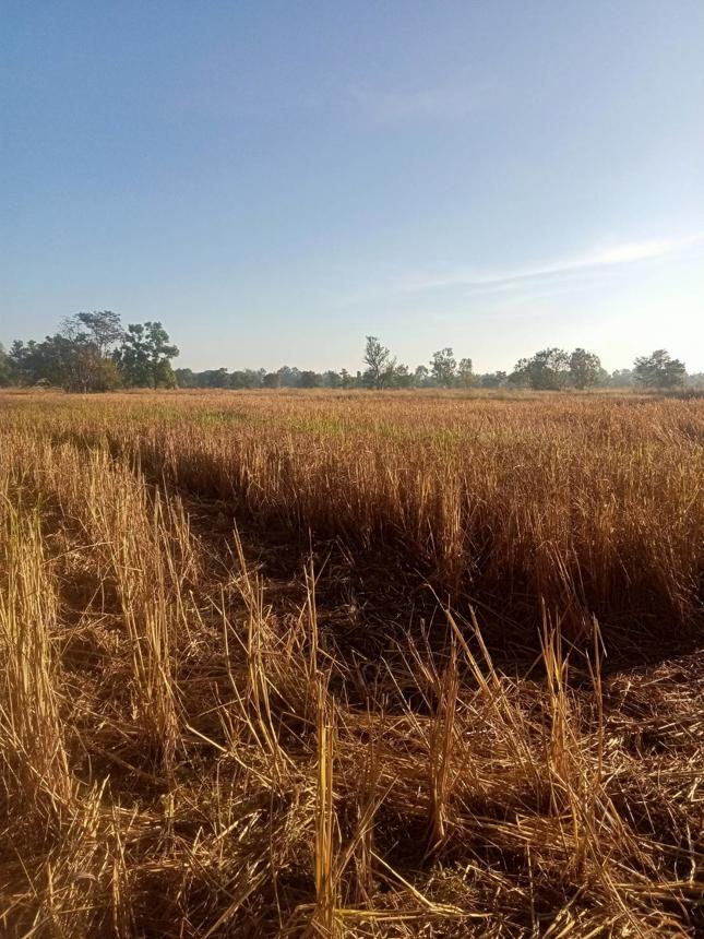 Empty land for sale at Charoen Srip, Sakon Nakhon Province.