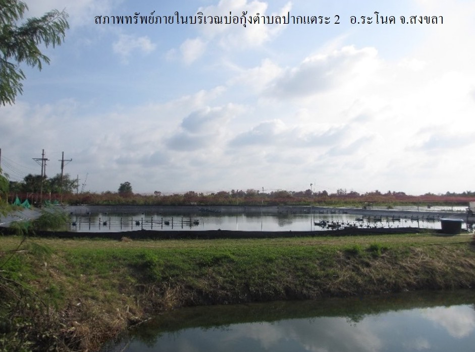 ที่ดินเปล่า โครงการบ่อกุ้งตำบลปากแตระ 2 สงขลา