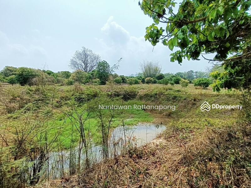 Longan plantation for sale in Li, Lamphun, Lamphun