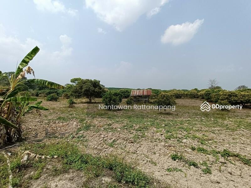 Longan plantation for sale in Li, Lamphun, Lamphun