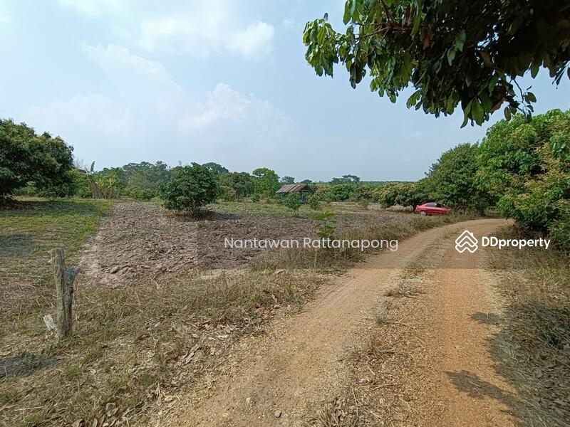 Longan plantation for sale in Li, Lamphun, Lamphun