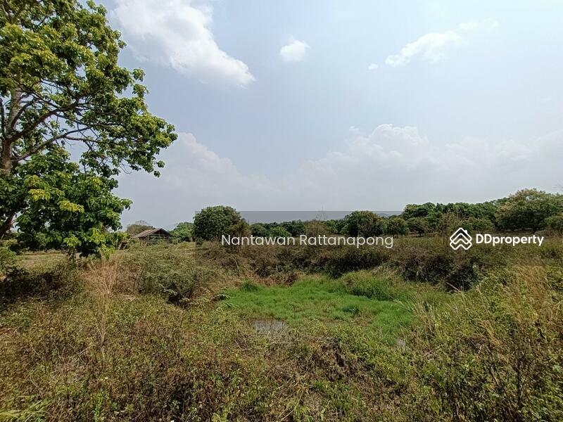 Longan plantation for sale in Li, Lamphun, Lamphun