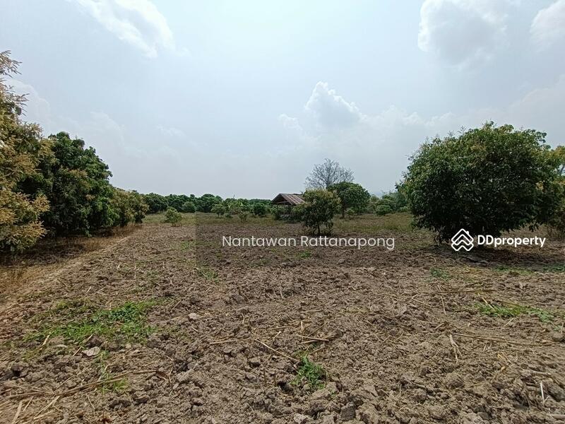 Longan plantation for sale in Li, Lamphun, Lamphun