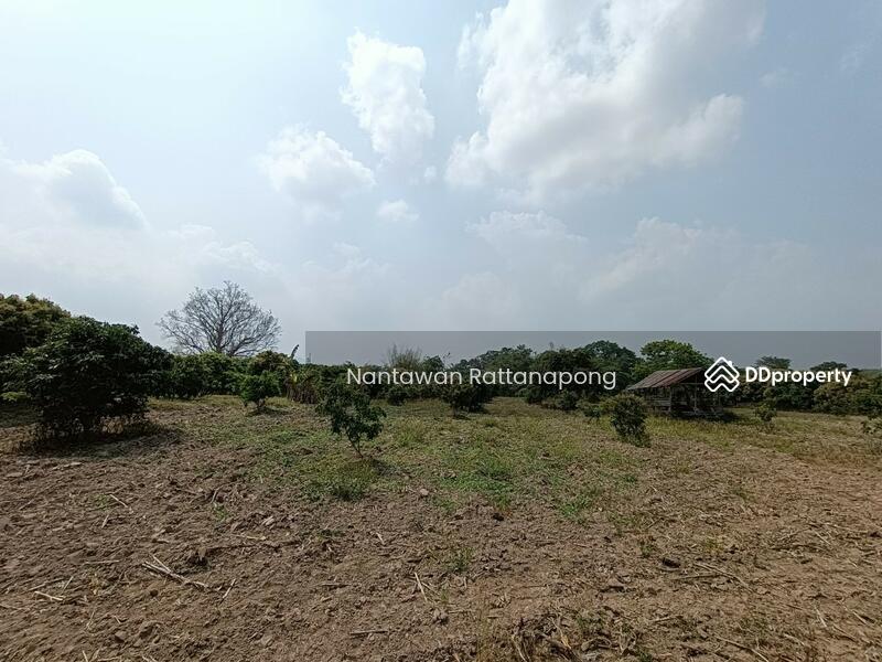 Longan plantation for sale in Li, Lamphun, Lamphun