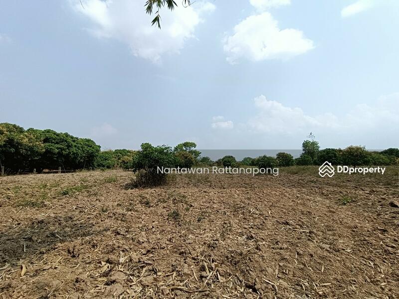 Longan plantation for sale in Li, Lamphun, Lamphun