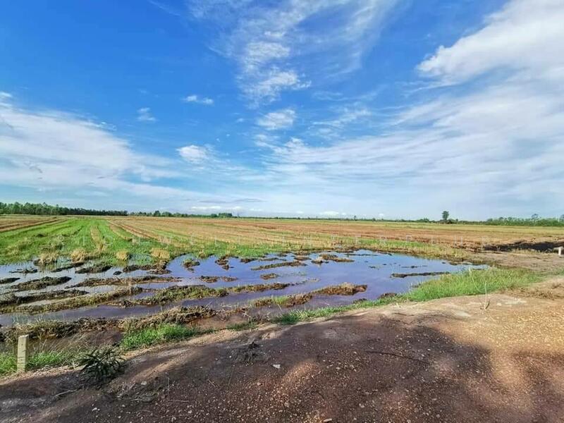 ขายที่นาราชสาสน์ 10 ไร่ ติดถนนติดคลอง ใกล้ถนนเส้น 3444 - 4 กม. บางคา, Chachoengsao