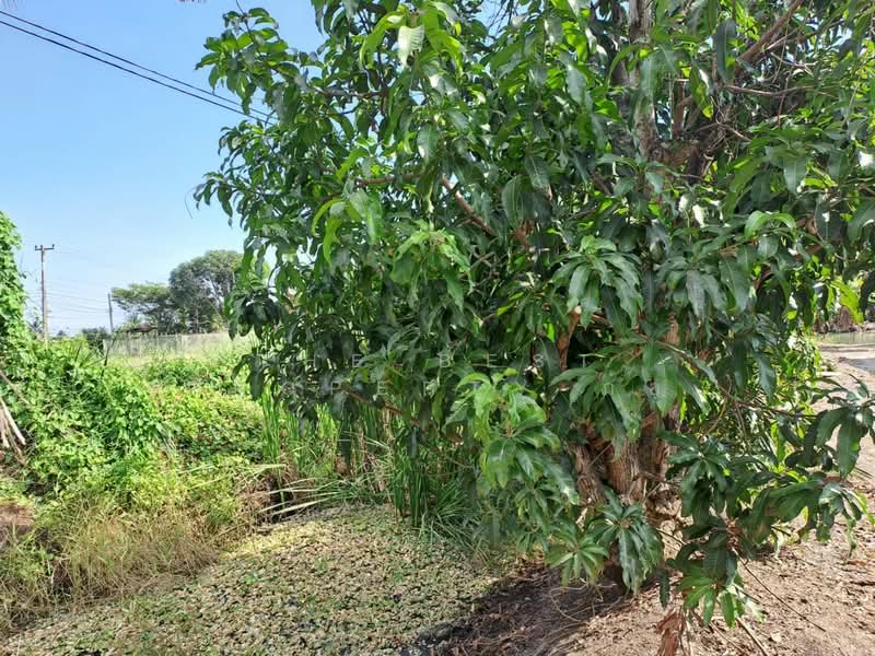 ที่ดินสามพราน นครปฐม, Nakhon Pathom
