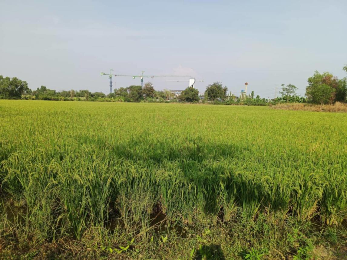 Empty Land, Bang Tai, Ayutthaya Province