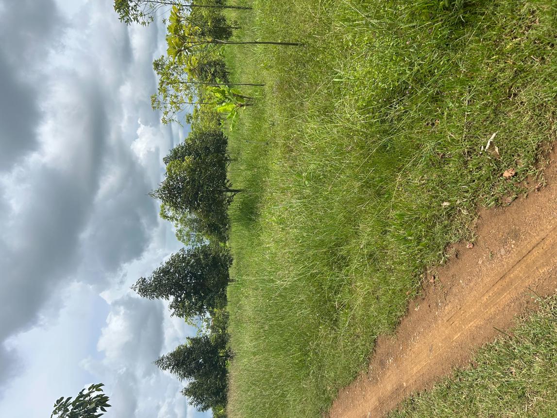 Vacant Land for Sale at Soi Dao, Chanthaburi