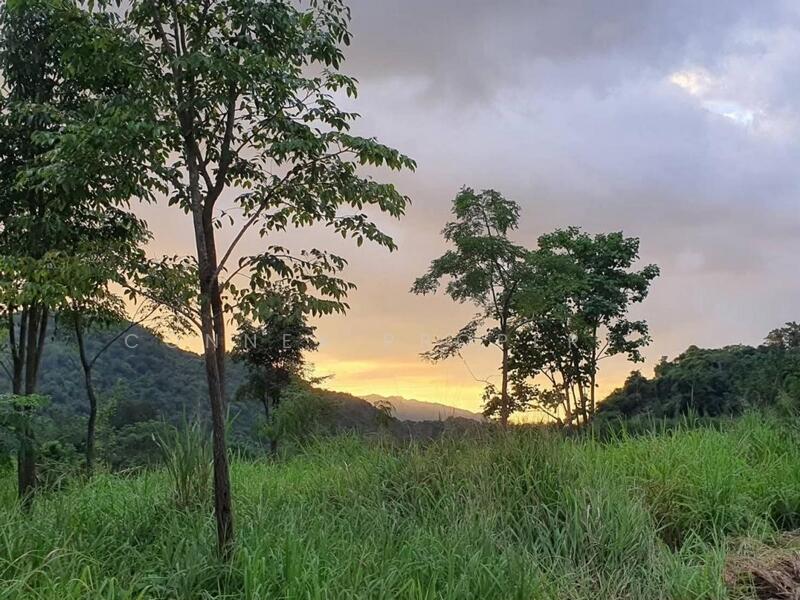 ที่ดินหมูสี @เขาใหญ่, Nakhon Ratchasima