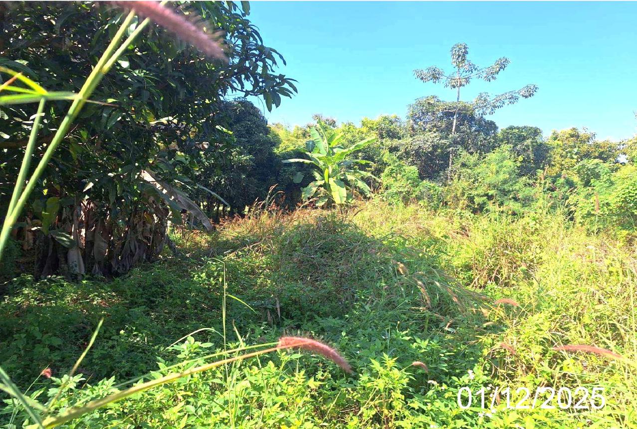 Vacant Land in Lamphun, Lamphun Province