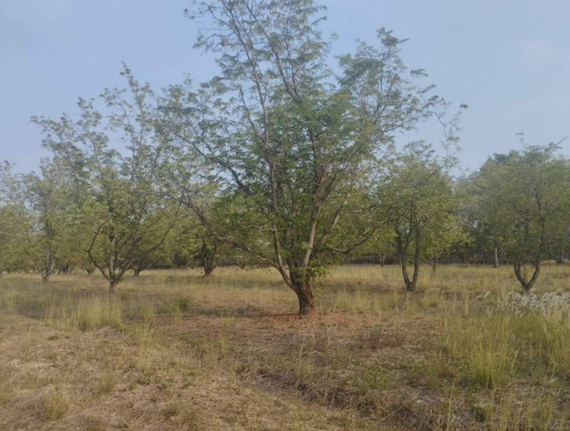 Empty Land for Sale in Lopburi Province, Lopburi