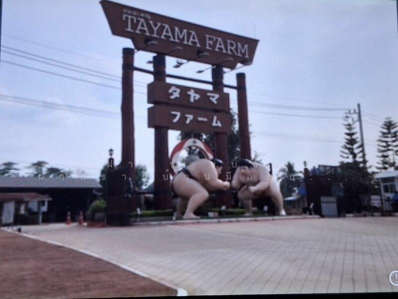 ขายที่ดินปากช่อง เขาใหญ่ 234 ตร.ว ถนนโยธาธิการ ใกล้เบญจมาศฟาร์ม, rock for rest, Tayama Farm, Nakhon Ratchasima