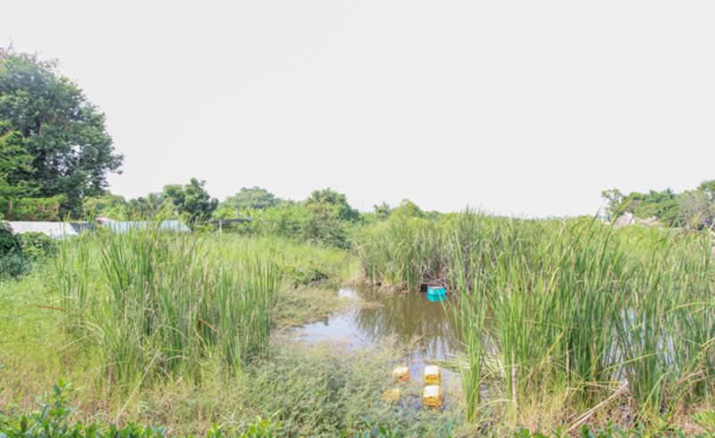 Land for Sale in Rangsit - Nakhon Nayok Road, Pathum Thani