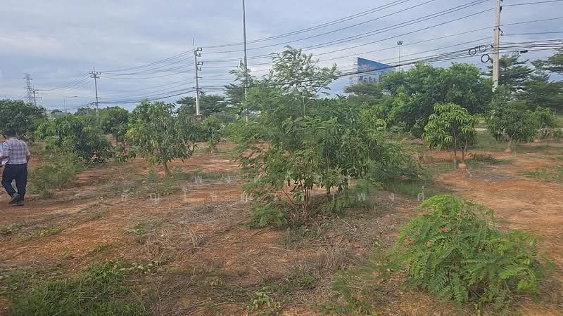 ขายที่ดินพร้อมต้นมะม่วง 200 ต้น ต.สมอแข อ.เมือง จ.พิษณุโลก, Phitsanulok