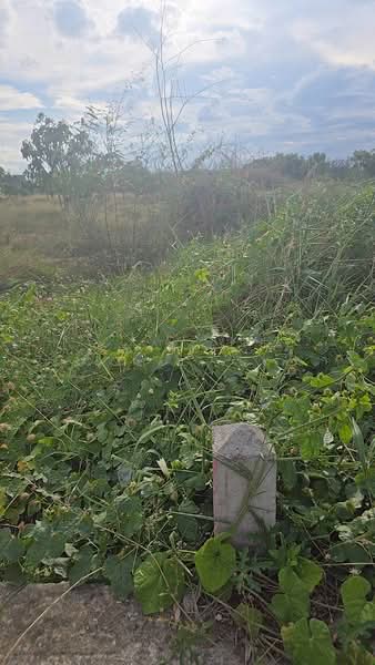 ขายที่ดินพร้อมต้นมะม่วง 200 ต้น ต.สมอแข อ.เมือง จ.พิษณุโลก, Phitsanulok
