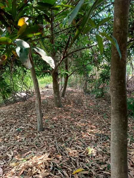 บ้านใหม่, Nonthaburi