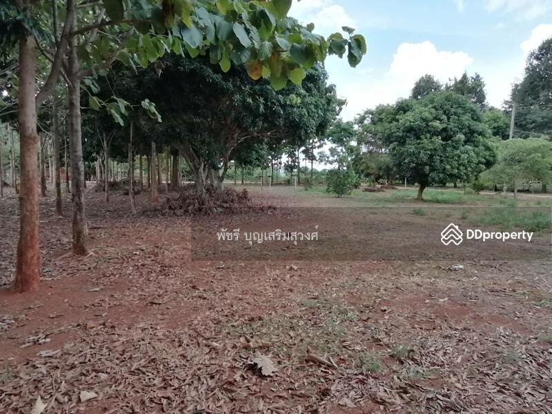 ที่ดินเขาวง แปลงสวย200ตรว. แปลงละ2.2ล้าน, Nakhon Ratchasima