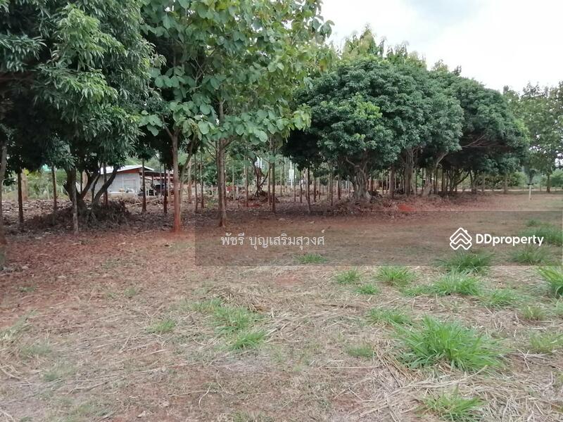 ที่ดินเขาวง แปลงสวย200ตรว. แปลงละ2.2ล้าน, Nakhon Ratchasima
